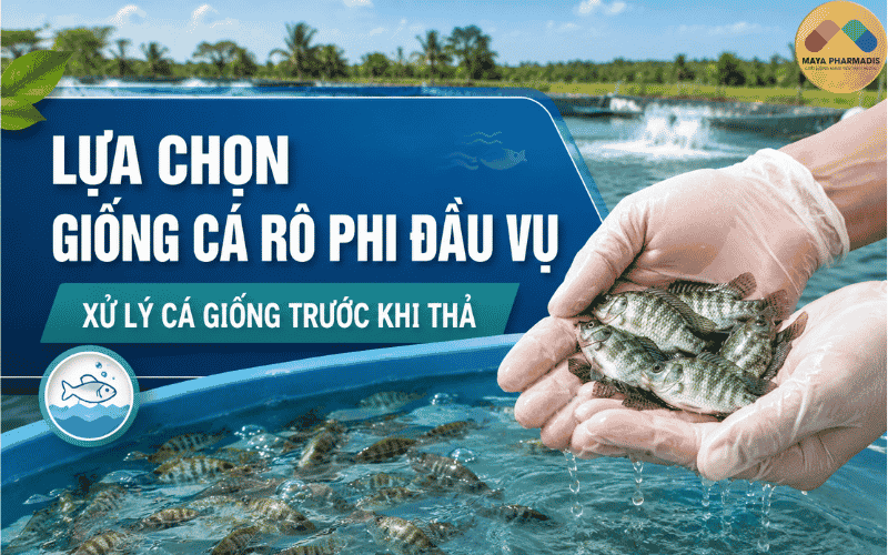 LỰA CHỌN GIỐNG CÁ RÔ PHI ĐẦU VỤ VÀ QUY TRÌNH XỬ LÝ CÁ GIỐNG TRƯỚC KHI THẢ
