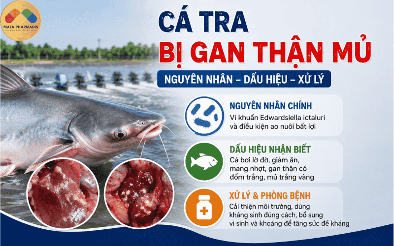 Cá tra bị gan thận mủ: Dấu hiệu, nguyên nhân và cách xử lý