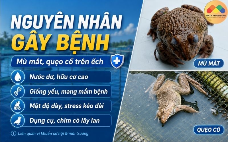 Nguyên nhân gây bệnh