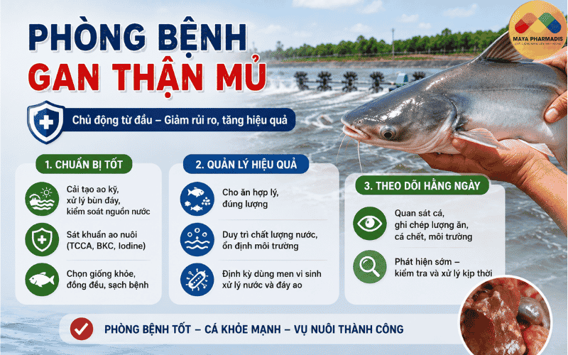 Cách phòng cá tra bị gan thận mủ