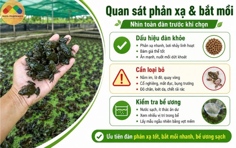 Quan sát phản xạ và khả năng bắt mồi