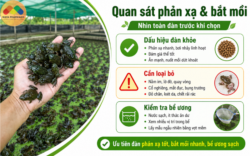 Quan sát phản xạ và khả năng bắt mồi