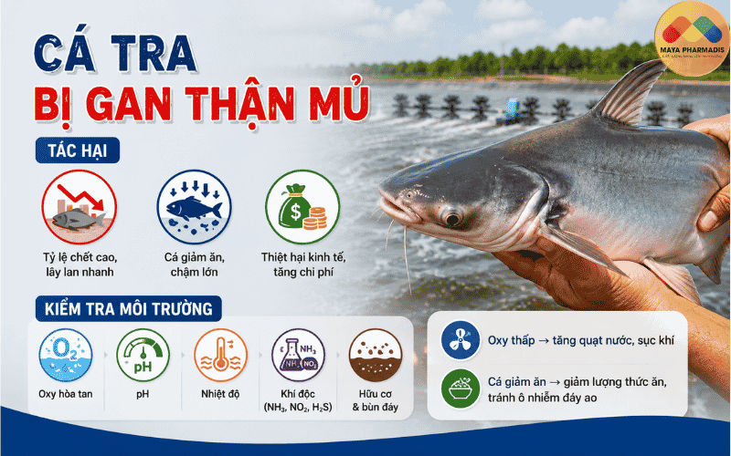 Tác hại của bệnh gan thận mủ