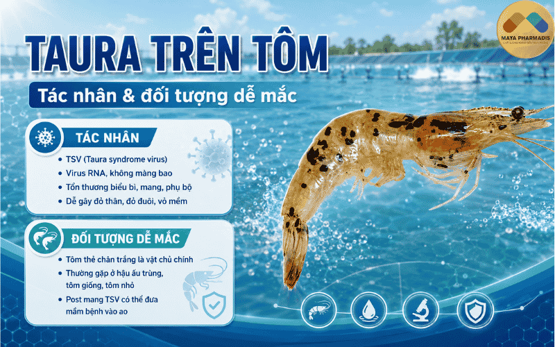 Tác nhân gây bệnh Taura trên tôm