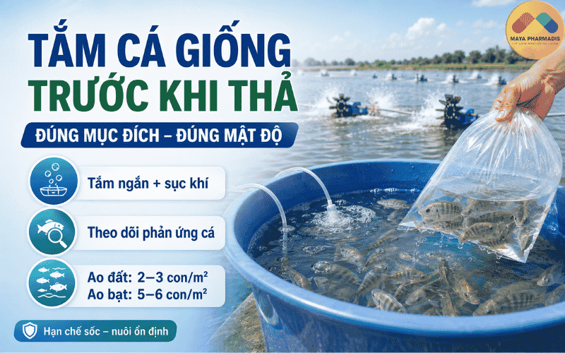 Tắm cá trước khi thả cần đúng mục đích