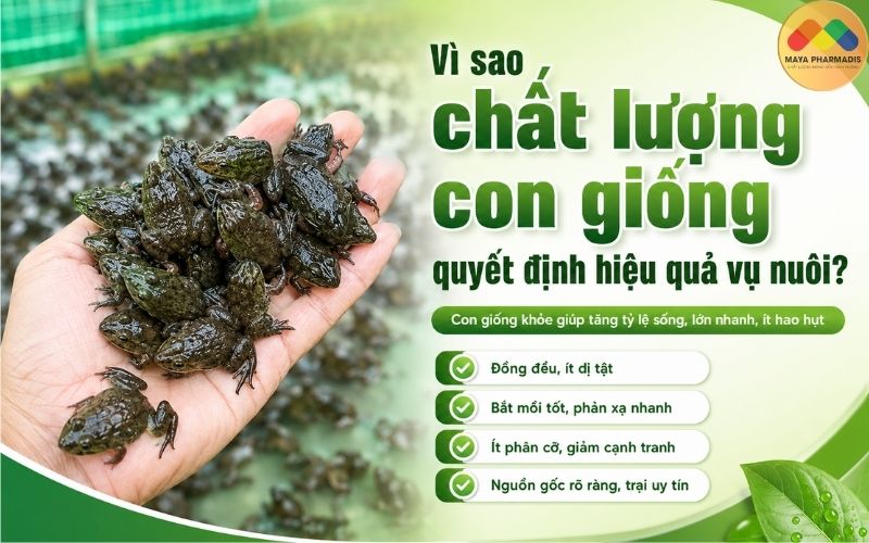 Vì sao chất lượng con giống quyết định hiệu quả vụ nuôi?