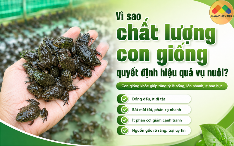 Vì sao chất lượng con giống quyết định hiệu quả vụ nuôi?