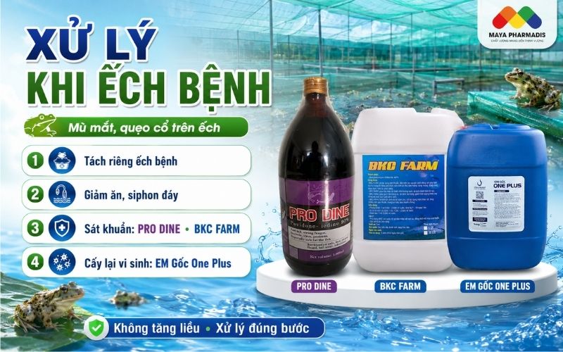 Cách xử lý khi ếch đã có dấu hiệu bệnh