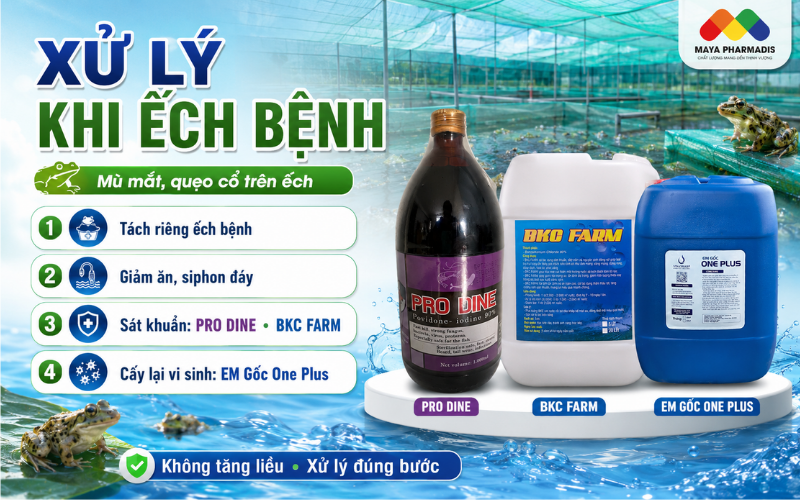 Cách xử lý khi ếch đã có dấu hiệu bệnh