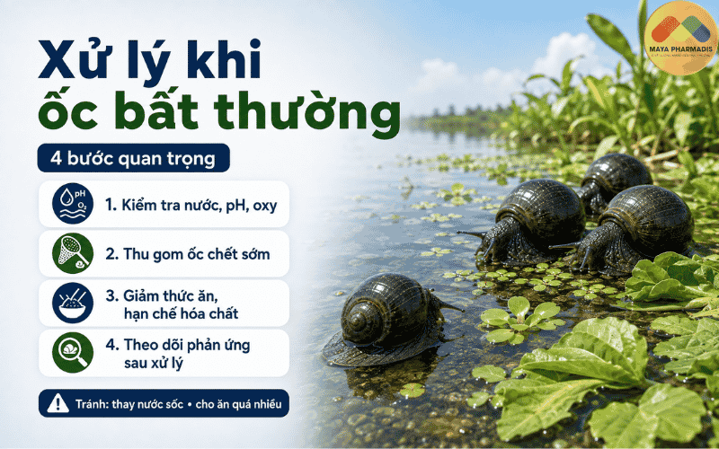 Cách xử lý khi ốc có dấu hiệu bất thường