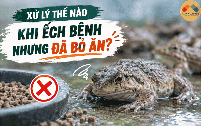 XỬ LÝ THẾ NÀO KHI ẾCH BỆNH NHƯNG ĐÃ BỎ ĂN?