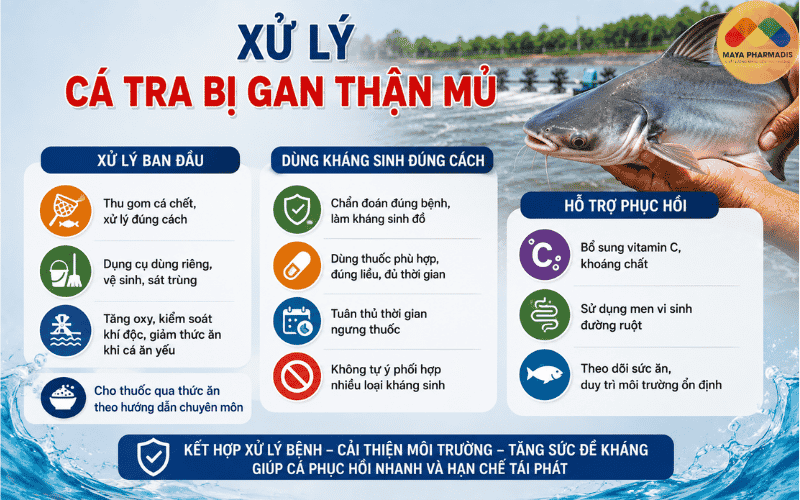 Hướng xử lý cá tra bị gan thận mủ
