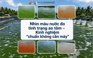 Nhìn màu nước đo tình trạng ao tôm – Kinh nghiệm “chuẩn không cần máy”