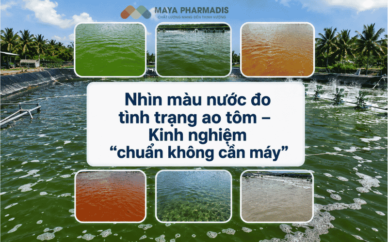 Nhìn màu nước đo tình trạng ao tôm – Kinh nghiệm “chuẩn không cần máy”