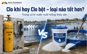Clo khí hay Clo bột – loại nào tốt hơn trong xử lý nước nuôi trồng thủy sản?