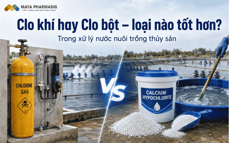 Clo khí hay Clo bột – loại nào tốt hơn trong xử lý nước nuôi trồng thủy sản?