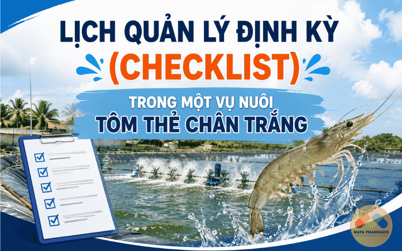 Lịch quản lý định kỳ (checklist) trong một vụ nuôi tôm thẻ chân trắng
