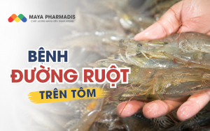 Một số dấu hiệu về bệnh đường ruột ở Tôm