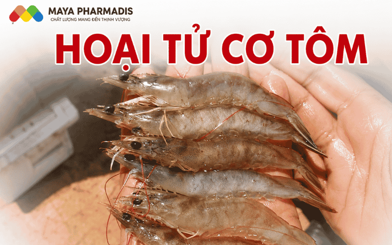 Nguyên nhân, dấu hiệu và cách phòng trị bệnh Hoại tử cơ tôm