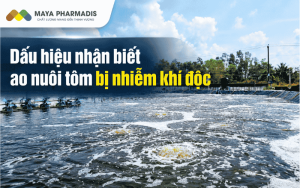 Dấu hiệu nhận biết ao nuôi tôm bị nhiễm khí độc và cách xử lý hiệu quả