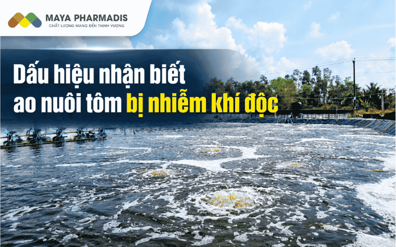 Dấu hiệu nhận biết ao nuôi tôm bị nhiễm khí độc và cách xử lý hiệu quả