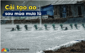 Cải tạo ao sau mùa mưa lũ: Quy trình phục hồi ao nuôi trước vụ mới