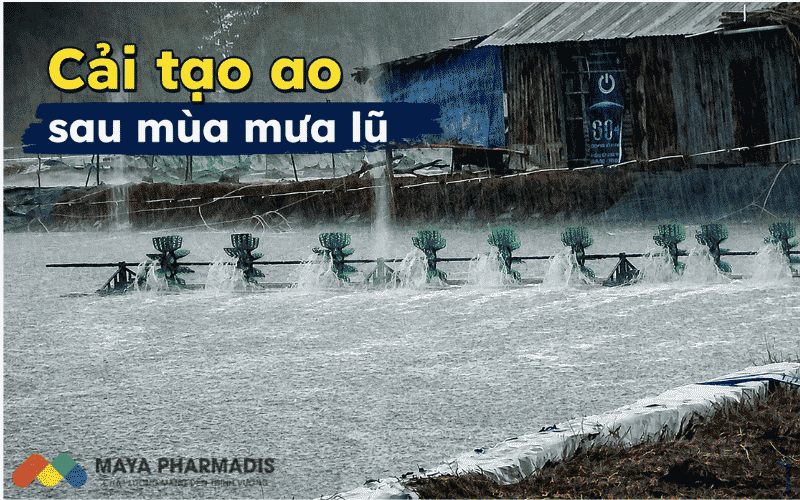 Cải tạo ao sau mùa mưa lũ: Quy trình phục hồi ao nuôi trước vụ mới