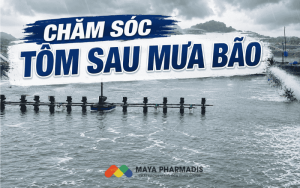 Chăm sóc tôm sau mưa bão hiệu quả, hạn chế dịch bệnh