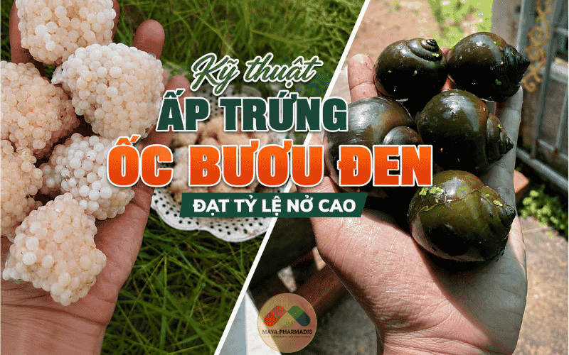 Kỹ thuật ấp trứng ốc bươu đen đạt tỷ lệ nở cao