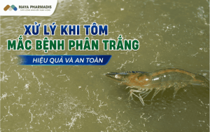 Cách xử lý bệnh phân trắng ở tôm hiệu quả, hạn chế tái phát
