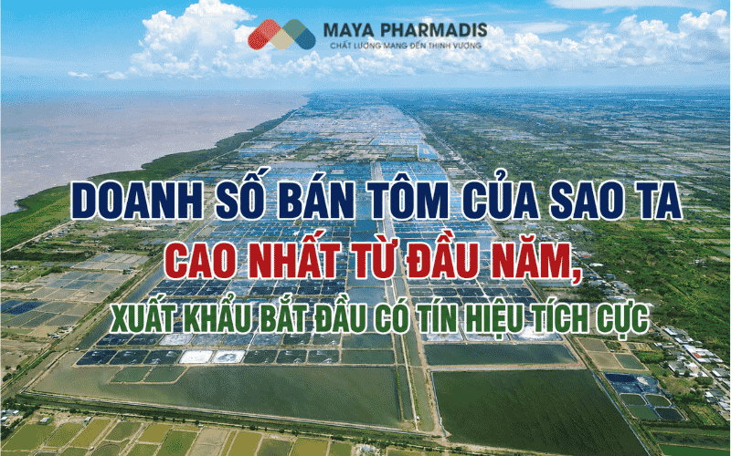 Doanh số bán tôm của Sao Ta cao nhất từ đầu năm, xuất khẩu bắt đầu có tín hiệu tích cực