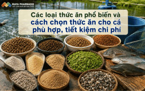 Các loại thức ăn phổ biến và cách chọn thức ăn cho cá phù hợp, tiết kiệm chi phí