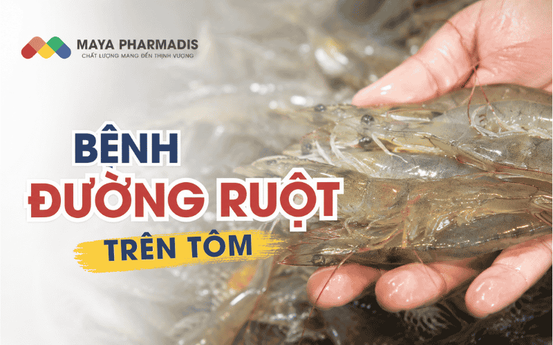 Một số dấu hiệu về bệnh đường ruột ở Tôm