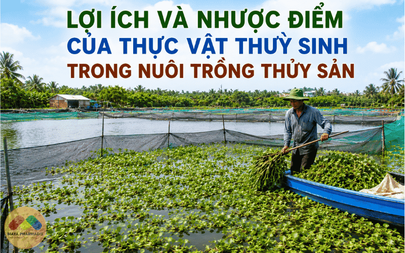 Lợi ích và nhược điểm của thực vật thuỷ sinh trong nuôi trồng thuỷ sản