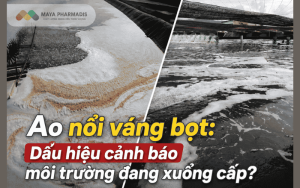 Ao nổi váng bọt: Dấu hiệu cảnh báo môi trường đang xuống cấp?