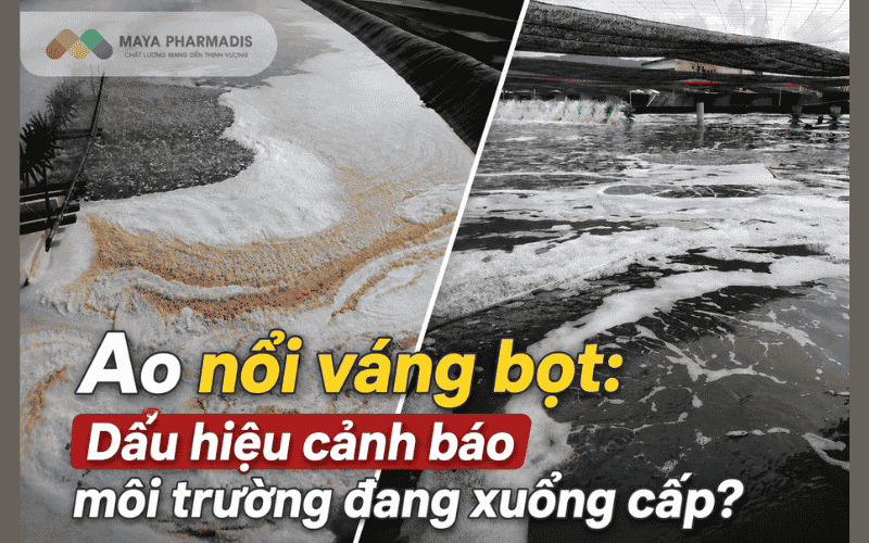Ao nổi váng bọt: Dấu hiệu cảnh báo môi trường đang xuống cấp?