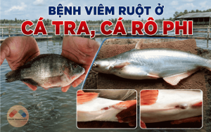 BỆNH VIÊM RUỘT Ở CÁ TRA, CÁ RÔ PHI – NGUYÊN NHÂN, DẤU HIỆU VÀ CÁCH PHÒNG TRỊ HIỆU QUẢ