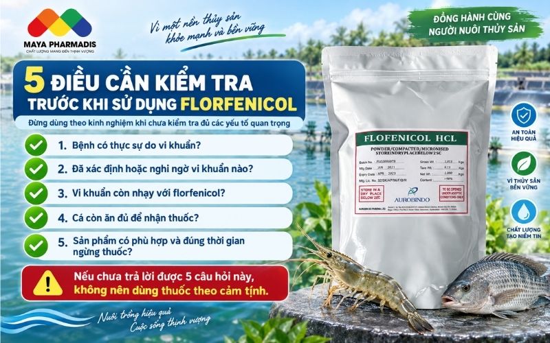 5 điều cần kiểm tra trước khi sử dụng florfenicol