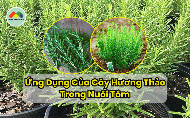 Ứng dụng cây hương thảo
