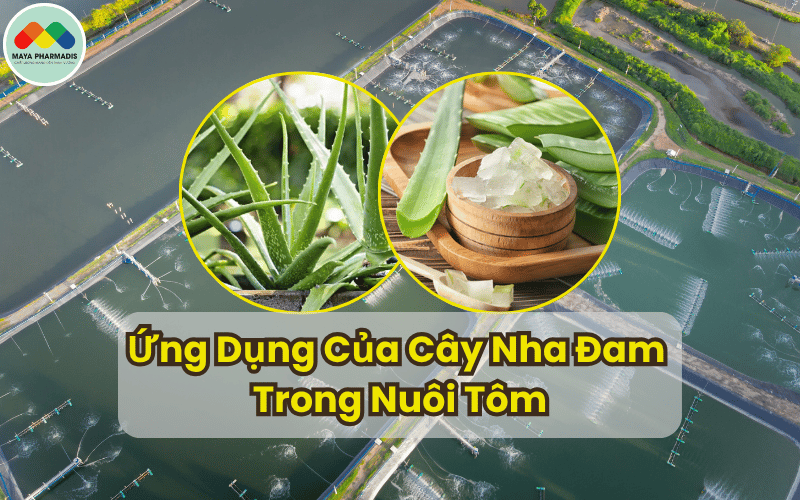 Cây nha đam trong nuôi tôm