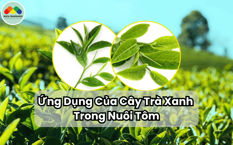 ứng dụng của lá trà xanh