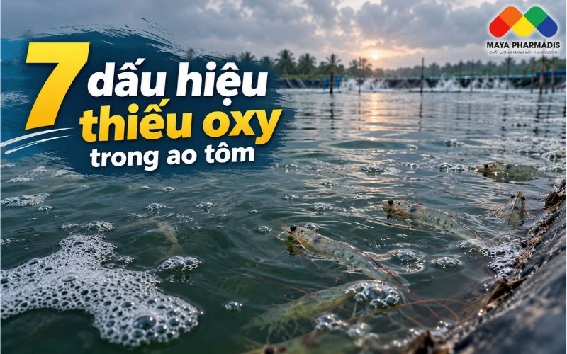 THIẾU OXY TRONG AO TÔM – 7 DẤU HIỆU NHẬN BIẾT KHÔNG CẦN MÁY ĐO