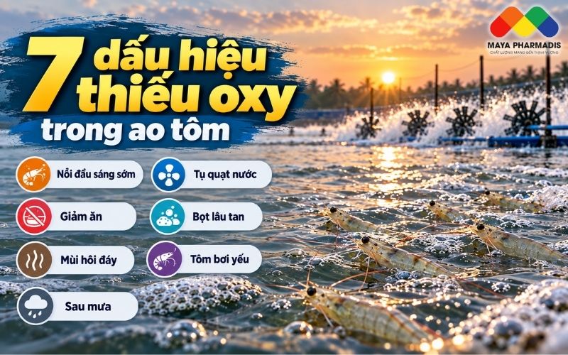 Tôm nổi đầu vào sáng sớm là dấu hiệu cảnh báo rõ ràng