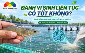 Đánh vi sinh liên tục có tốt không