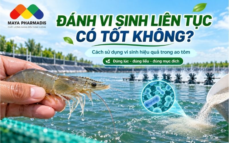 Đánh vi sinh liên tục có tốt không