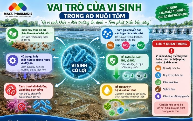 Vai Trò Của Vi Sinh Trong Ao Nuôi Tôm