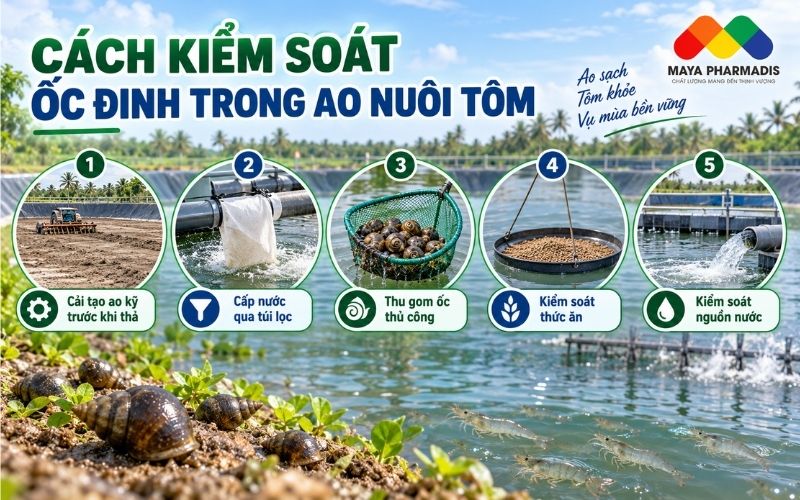 Cách kiểm soát ốc Đinh