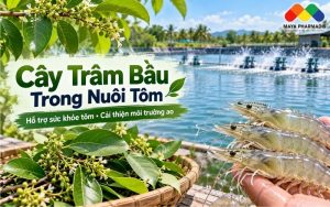 CÂY TRÂM BẦU TRONG NUÔI TÔM: CÔNG DỤNG VÀ CÁCH SỬ DỤNG