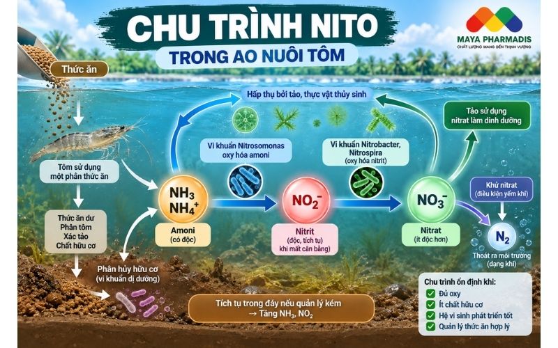 Chu trình Nito