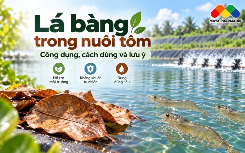 Lá bàng trong nuôi tôm: Công dụng, cách dùng và lưu ý